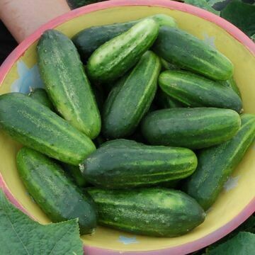 Cucumber- H19 Little Leaf Cucumber- H19 Little Leaf
