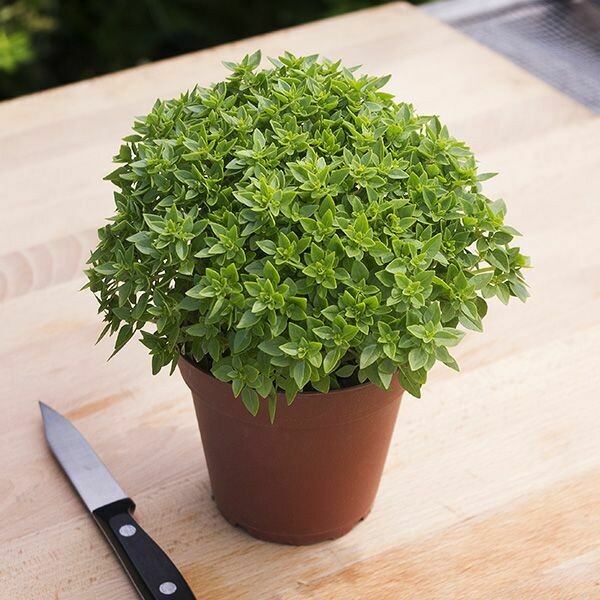 Basil- Greek Basil- Greek