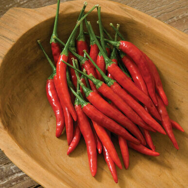 Pepper- Bangkok F1 Pepper- Bangkok F1
