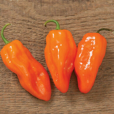Pepper- Helios F1 Pepper- Helios F1
