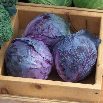 Cabbage- Red Express Cabbage- Red Express
