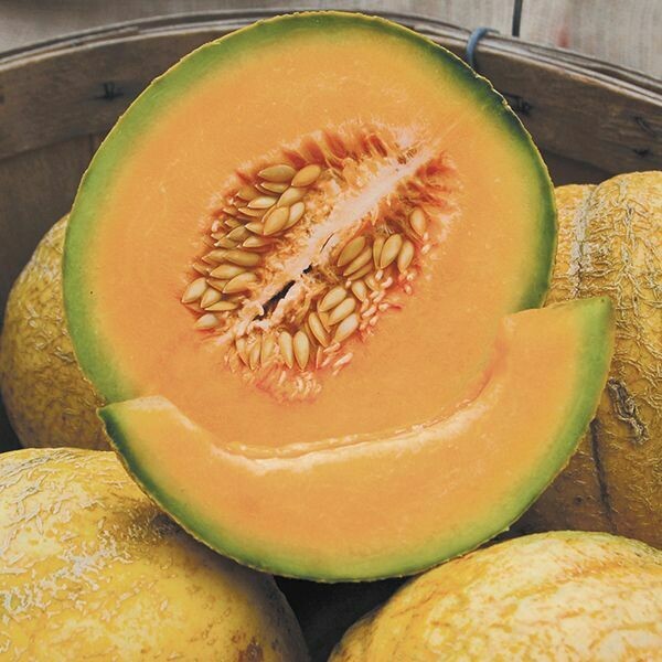 Melon- PMR Delicious Melon- PMR Delicious