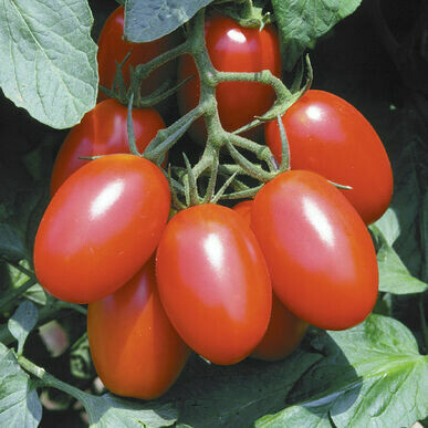 Tomato- Juliet F1 Tomato- Juliet F1