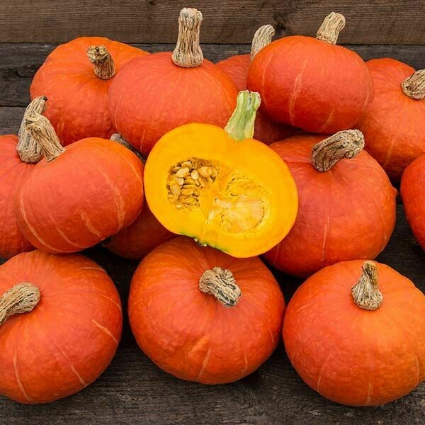 Winter Squash- Sunshine F1 Winter Squash- Sunshine F1