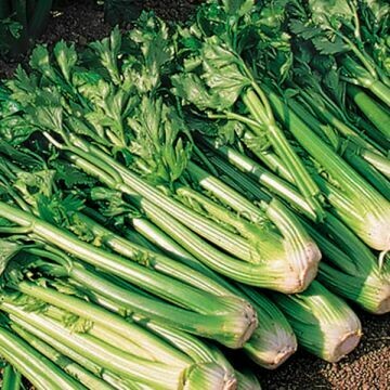 Celery- Tango Celery- Tango