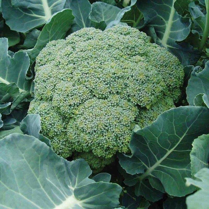 Broccoli- Belstar F1 Broccoli- Belstar F1