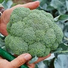 Broccoli- Covina F1 Broccoli- Covina F1