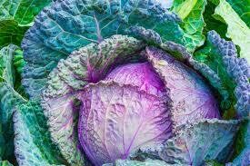 Cabbage- Deadon F1 Cabbage- Deadon F1