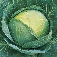 Cabbage- Passat F1 Cabbage- Passat F1