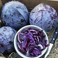 Cabbage- Integro F1 Cabbage- Integro F1