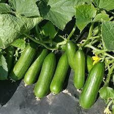 Cucumber- Minime F1 Cucumber- Minime F1