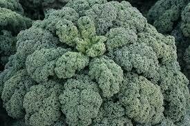Kale- Winterbor F1 Kale- Winterbor F1
