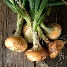 Onion- Gold Coin Onion- Gold Coin
