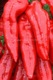 Pepper- Krimson Lee Pepper- Krimson Lee