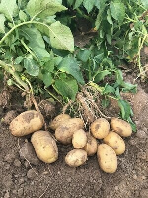 1 Kg de pomme de terre nouvelle de consommation