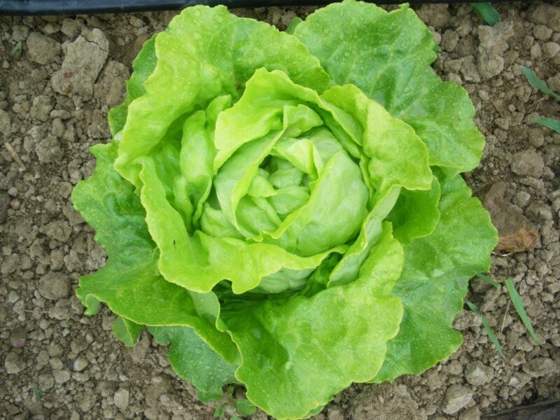 1 salade Laitue