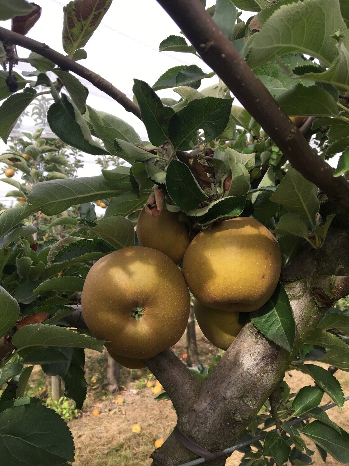 1 Kg de Pommes CANADA