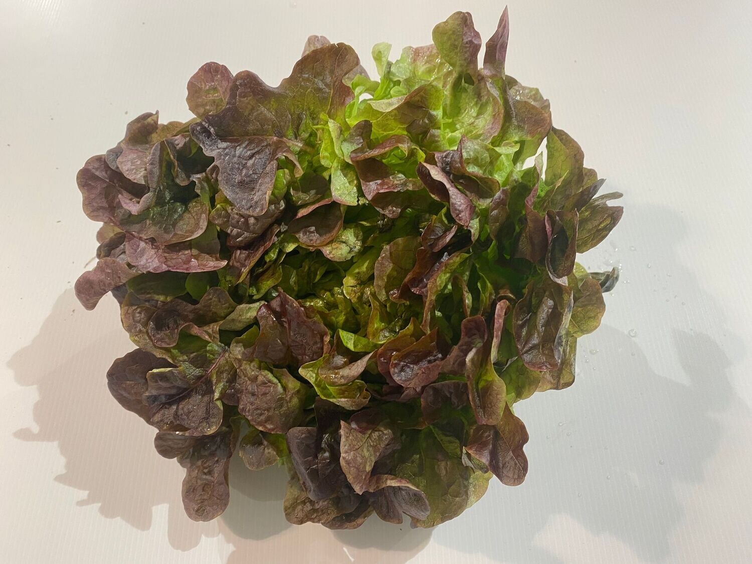 1 salade Feuille de chêne