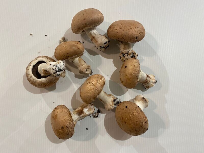 0.250 Kg de champignons roses