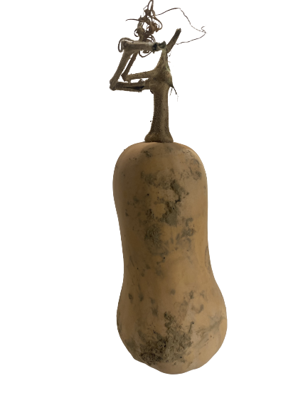 1 Butternut 1 Butternut