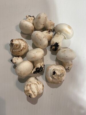0.250 Kg de champignons blancs