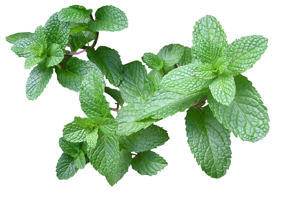 1 botte de menthe