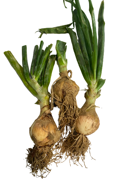 1 Kg Oignons nouveaux jaunes