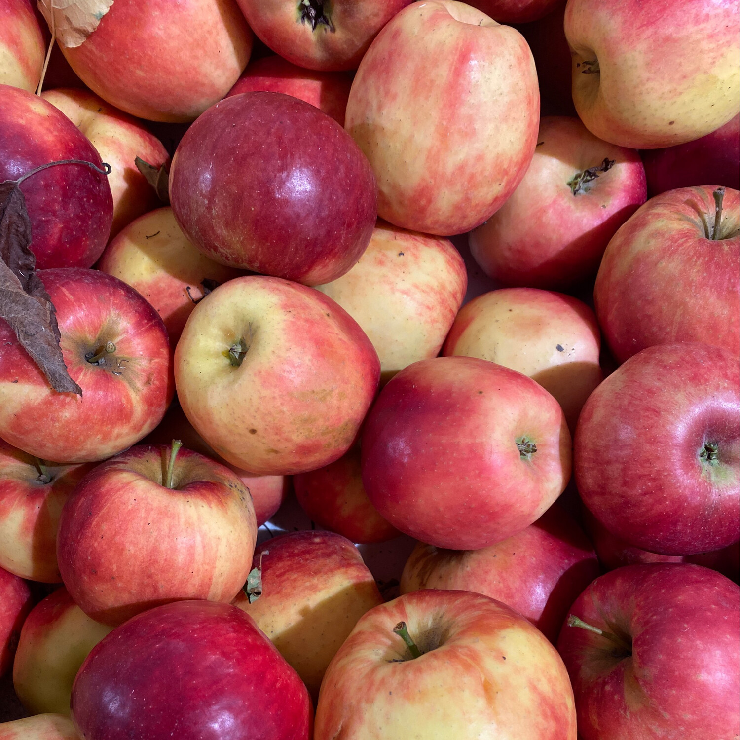 1 Kg de Pommes JONAGORED