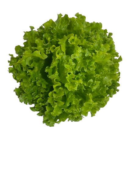 1 salade Batavia