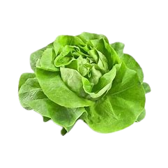 1 salade Laitue