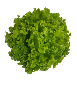 1 salade Batavia 1 salade Batavia