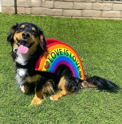 Multi-Color - &quot;Love is Love&quot; Rainbow - XL