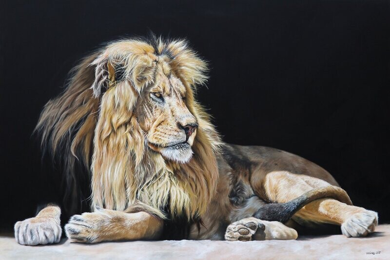 Resting Lion