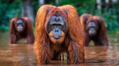 Welcome to the Jungle - Small AP edition