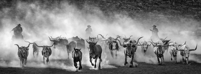Lonesome Dove