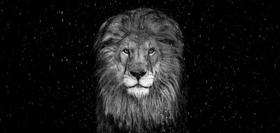 The Lion (Black and White)