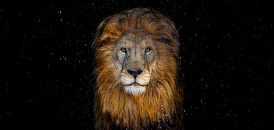 The Lion (Colour)