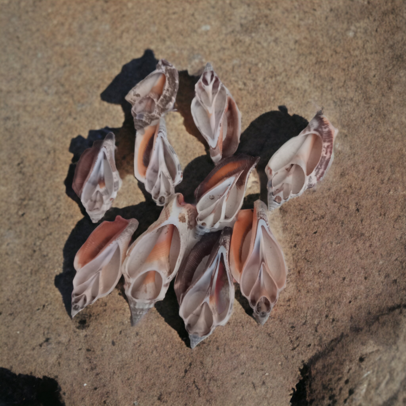 Shell natural(10pcs)