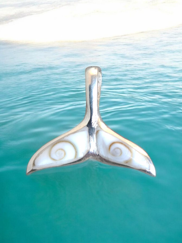 Abalone 002: Whale Tale Shiva shell