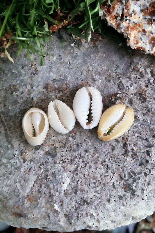 Cowry shell (+-18mm) 15 pcs