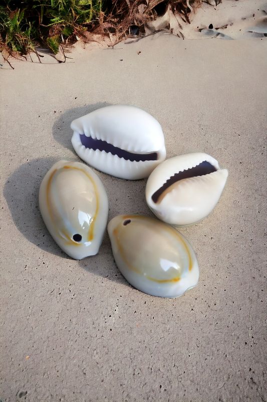 Cowry shell 15pc top drilled (15pcs)
