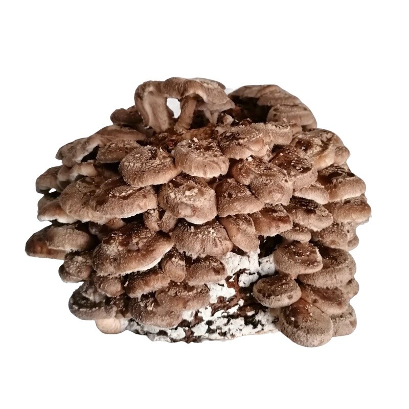Shiitake Home Grow Kit