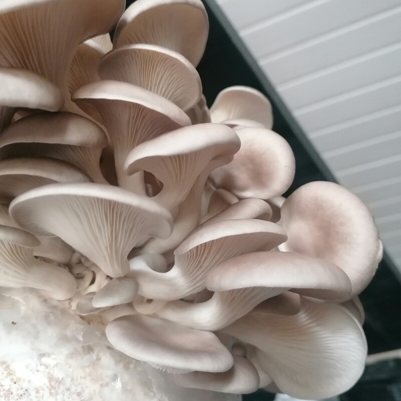 Grey Oyster Home Grow Kit