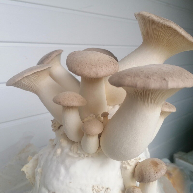 King Oyster Home Grow Kit