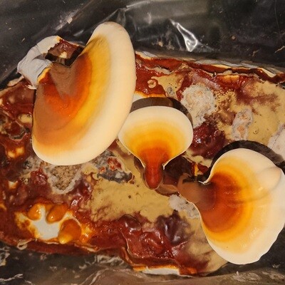 Reishi Home Grow Kit