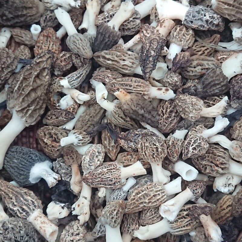 Morels