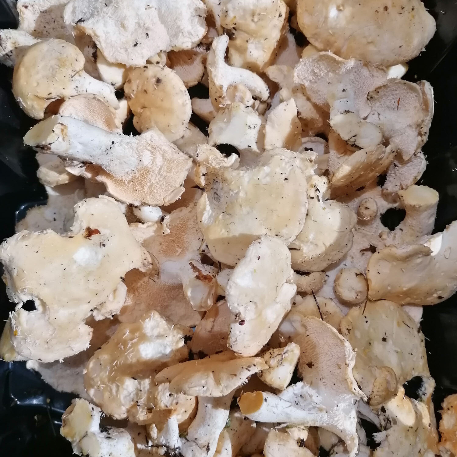 Hedgehog Mushrooms/Pied deMouton