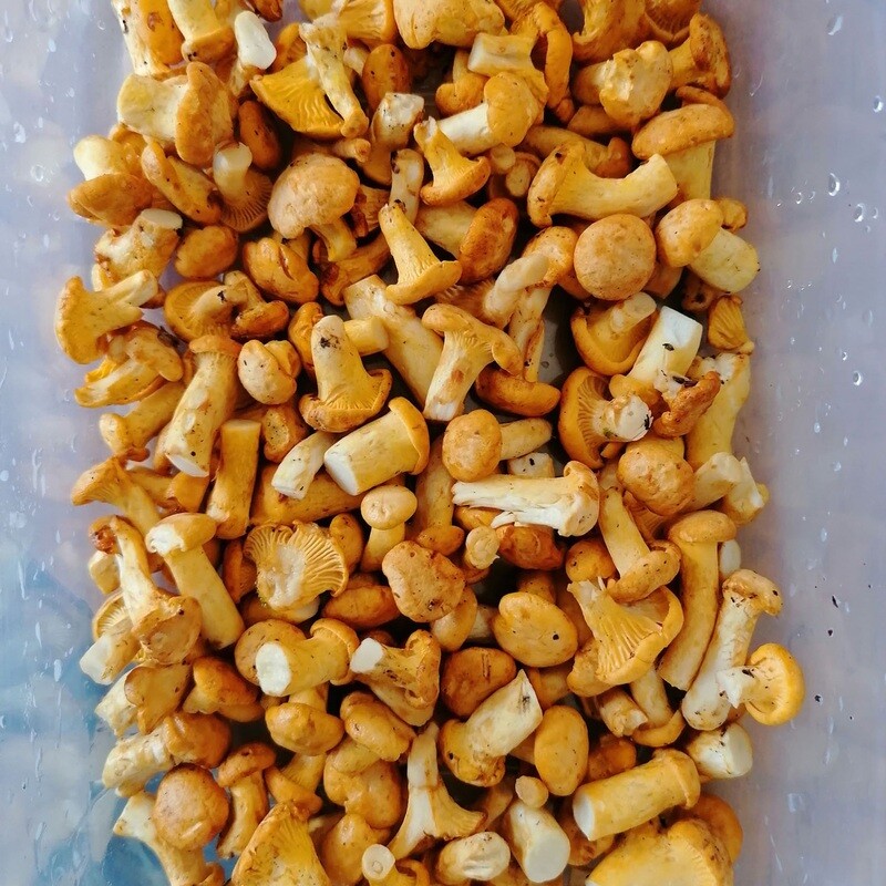 Girolles