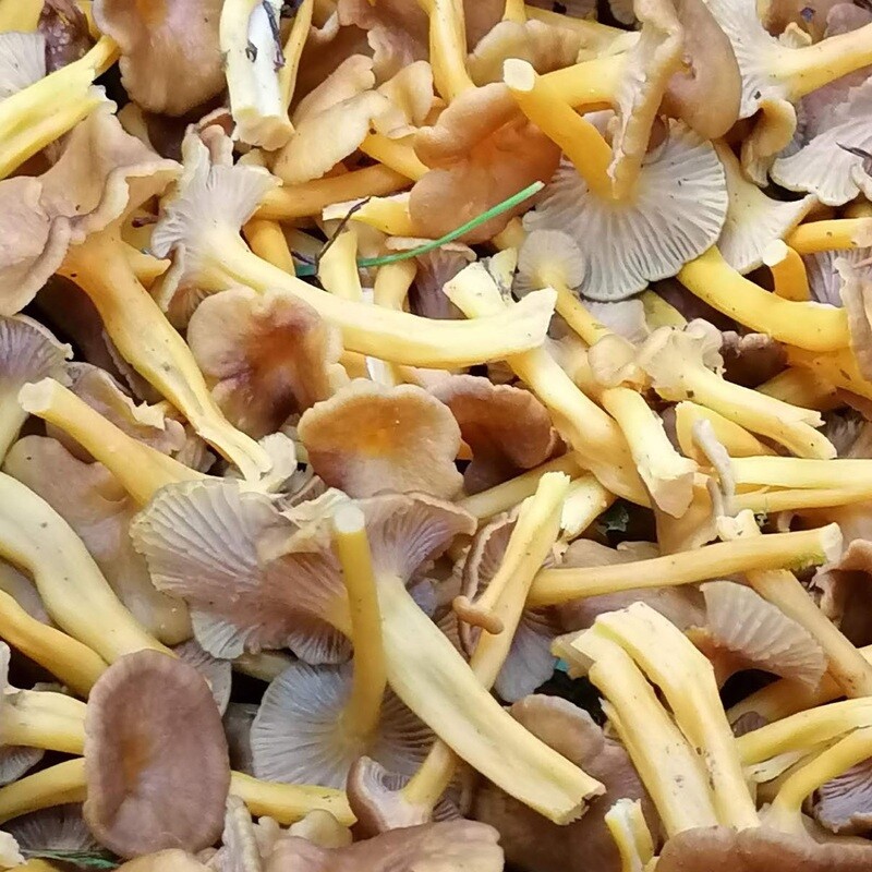 Winter Chanterelles