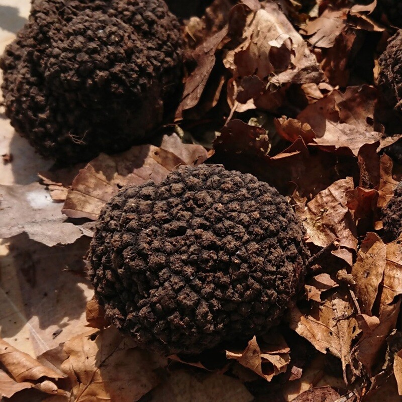 Summer Truffles
